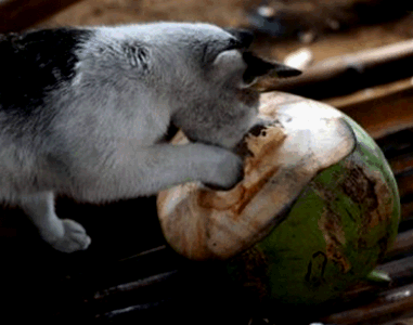 Кошка и кокос